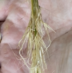 Austrostipa densiflora at Watson, ACT - 2 Oct 2022