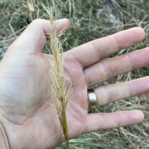 Austrostipa densiflora at Watson, ACT - 2 Oct 2022