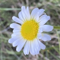 Brachyscome diversifolia var. diversifolia (Large-headed Daisy) at Watson, ACT - 2 Oct 2022 by Steve_Bok