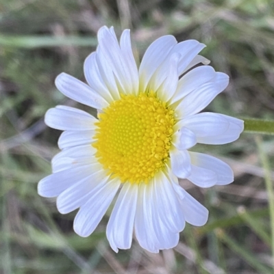 Brachyscome diversifolia var. diversifolia (Large-headed Daisy) at Watson, ACT - 2 Oct 2022 by SteveBorkowskis