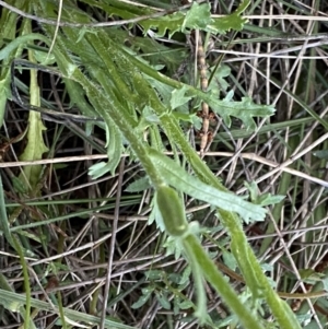 Brachyscome diversifolia var. diversifolia at Watson, ACT - 2 Oct 2022 06:13 PM