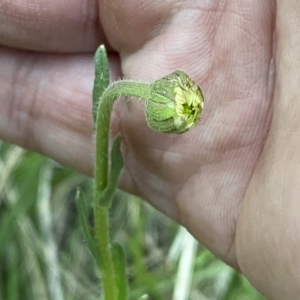 Brachyscome diversifolia var. diversifolia at Watson, ACT - 2 Oct 2022 06:13 PM