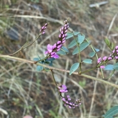 Indigofera australis subsp. australis (Australian Indigo) at Watson, ACT - 2 Oct 2022 by Steve_Bok