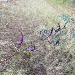 Indigofera australis subsp. australis at Watson, ACT - 2 Oct 2022 06:17 PM