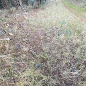 Indigofera australis subsp. australis at Watson, ACT - 2 Oct 2022 06:17 PM