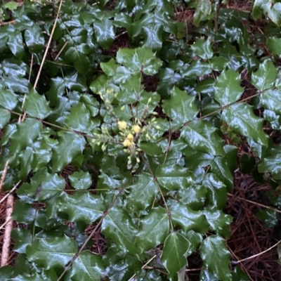 Berberis aquifolium (Oregon Grape) at Watson, ACT - 7 Oct 2022 by SteveBorkowskis