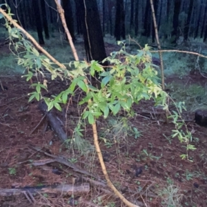 Passiflora caerulea at Watson, ACT - 7 Oct 2022