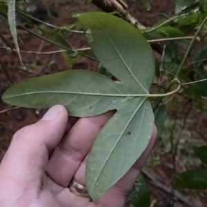 Passiflora caerulea at Watson, ACT - 7 Oct 2022