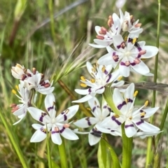 Wurmbea dioica subsp. dioica (Early Nancy) at Jerrabomberra, NSW - 26 Sep 2022 by Steve_Bok