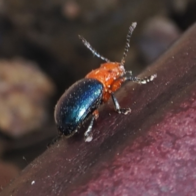 Calomela moorei (Acacia Leaf Beetle) at Rendezvous Creek, ACT - 3 Oct 2022 by RAllen