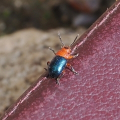 Calomela moorei at Rendezvous Creek, ACT - 3 Oct 2022