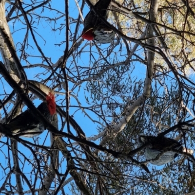 Callocephalon fimbriatum (Gang-gang Cockatoo) at Rivett, ACT - 7 Oct 2022 by maXineC