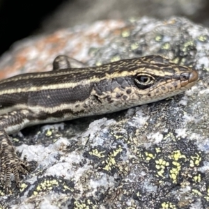 Pseudemoia spenceri at Bumbalong, NSW - 4 Oct 2022