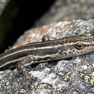 Pseudemoia spenceri at Bumbalong, NSW - 4 Oct 2022