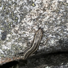 Pseudemoia spenceri at Bumbalong, NSW - 4 Oct 2022