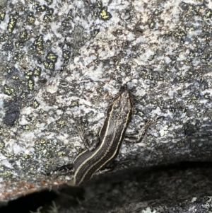 Pseudemoia spenceri at Bumbalong, NSW - 4 Oct 2022