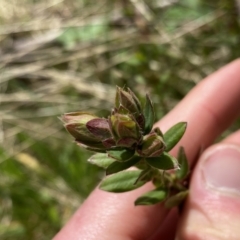 Pimelea curviflora var. gracilis (Curved Rice-flower) at Mount Clear, ACT - 3 Oct 2022 by Ned_Johnston