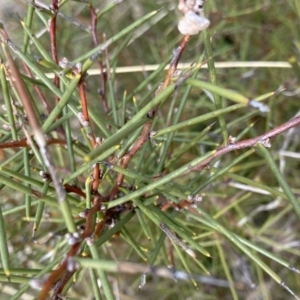 Hakea microcarpa at Mount Clear, ACT - 4 Oct 2022 10:22 AM