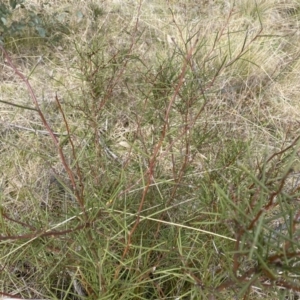 Hakea microcarpa at Mount Clear, ACT - 4 Oct 2022