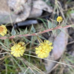 Acacia gunnii (Ploughshare Wattle) at Mount Clear, ACT - 3 Oct 2022 by Ned_Johnston