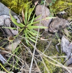 Luzula sp. (Woodrush) at Mount Clear, ACT - 3 Oct 2022 by Ned_Johnston