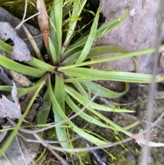 Luzula sp. at Mount Clear, ACT - 4 Oct 2022