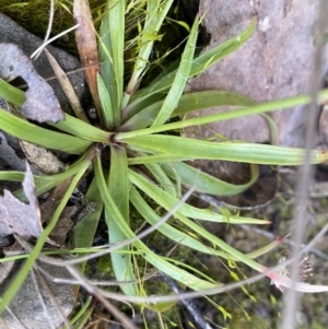 Luzula sp. at Mount Clear, ACT - 4 Oct 2022