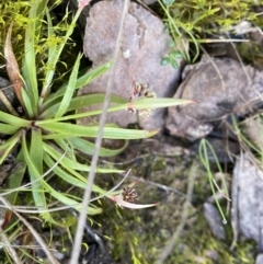 Luzula sp. at Mount Clear, ACT - 4 Oct 2022