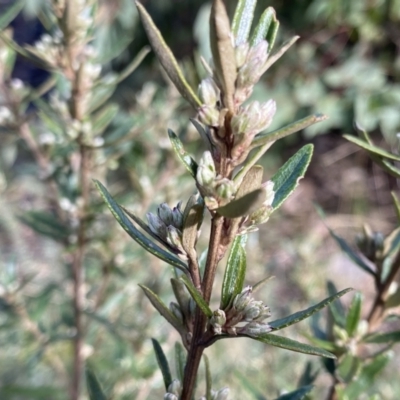 Olearia erubescens (Silky Daisybush) at Mount Clear, ACT - 4 Oct 2022 by NedJohnston