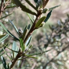 Olearia erubescens at Mount Clear, ACT - 4 Oct 2022