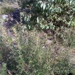 Olearia erubescens at Mount Clear, ACT - 4 Oct 2022