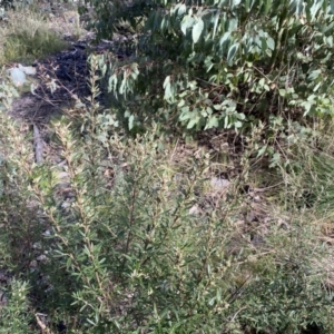 Olearia erubescens at Mount Clear, ACT - 4 Oct 2022