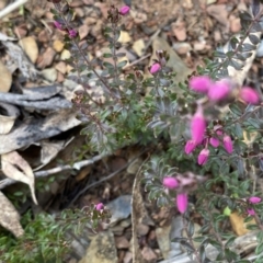 Tetratheca bauerifolia at Mount Clear, ACT - 4 Oct 2022