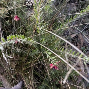 Grevillea lanigera at Mount Clear, ACT - 4 Oct 2022 09:21 AM