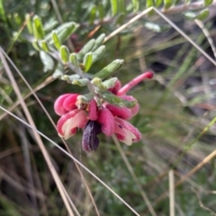 Grevillea lanigera at Mount Clear, ACT - 4 Oct 2022 09:21 AM