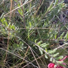 Grevillea lanigera at Mount Clear, ACT - 4 Oct 2022 09:21 AM