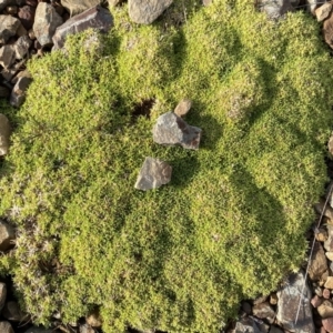 Scleranthus biflorus at Mount Clear, ACT - 4 Oct 2022