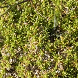 Scleranthus biflorus at Mount Clear, ACT - 4 Oct 2022