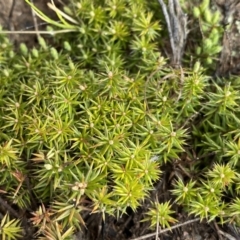 Acrotriche serrulata (Ground-berry) at Mount Clear, ACT - 3 Oct 2022 by Ned_Johnston