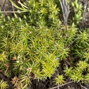 Acrotriche serrulata at Mount Clear, ACT - 4 Oct 2022 09:02 AM