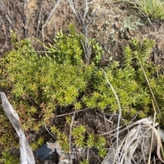 Acrotriche serrulata at Mount Clear, ACT - 4 Oct 2022 09:02 AM