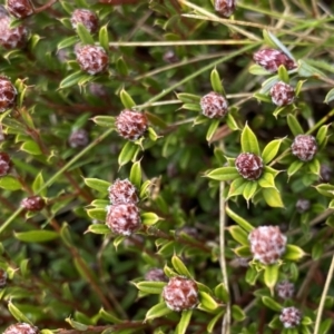 Pultenaea capitellata at Mount Clear, ACT - 4 Oct 2022 08:59 AM