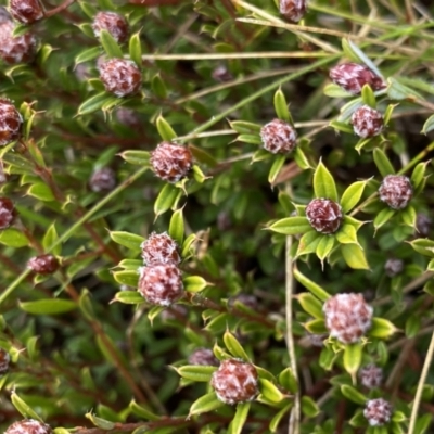 Pultenaea capitellata (Hard-head Bush-pea) at Mount Clear, ACT - 4 Oct 2022 by NedJohnston