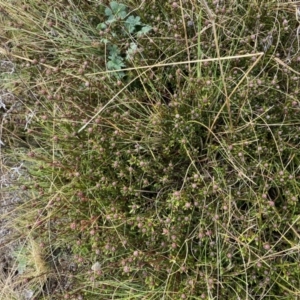 Pultenaea capitellata at Mount Clear, ACT - 4 Oct 2022 08:59 AM