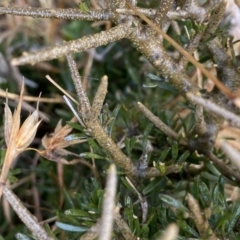 Melicytus angustifolius subsp. divaricatus (Divaricate Tree Violet) at Mount Clear, ACT - 3 Oct 2022 by Ned_Johnston