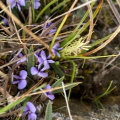 Hovea heterophylla (Common Hovea) at Mount Clear, ACT - 3 Oct 2022 by Ned_Johnston