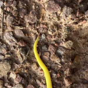 Caenoplana sulphurea at Mount Clear, ACT - 4 Oct 2022