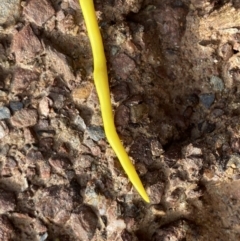 Caenoplana sulphurea at Mount Clear, ACT - 4 Oct 2022 08:50 AM