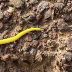 Caenoplana sulphurea at Mount Clear, ACT - 4 Oct 2022 08:50 AM