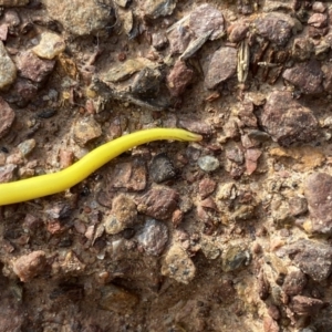 Caenoplana sulphurea at Mount Clear, ACT - 4 Oct 2022